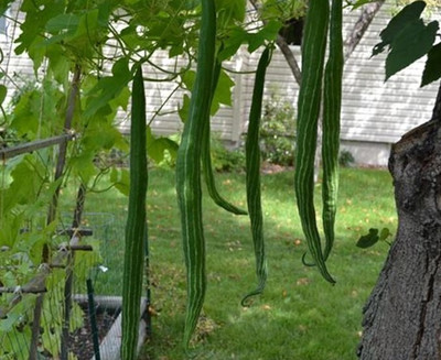 jui halder snake gourd, chichinga Seed(65 per packet)
