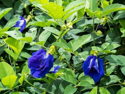 Dasstore APARAJITA MULTIPLE COLOUR FLOWER SEED (PACK OF 25) Seed(25 per packet)