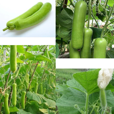 CYBEXIS PAU-28 - Long Bottle Gourd लोकि बीज - (100 Seeds) Seed(100 per packet)