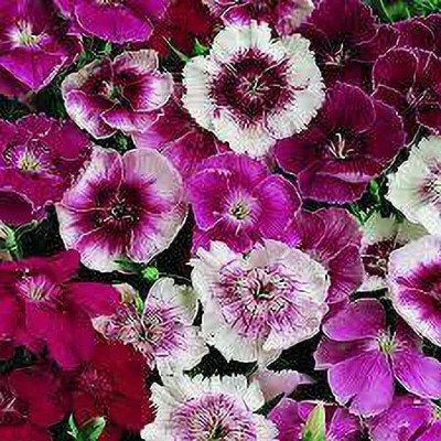 Lorvox Sweet William Mix F1 Hybrid Flower Seed(70 per packet)