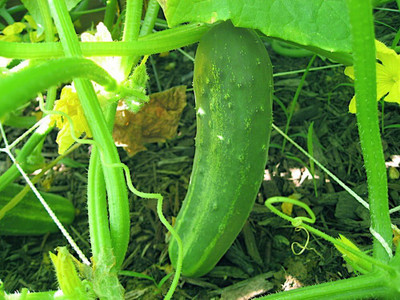 Qualtivate ICRA-4A Straight Eight Cucumber Seeds Seed(300 per packet)