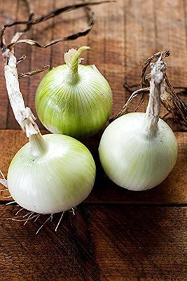 WILLVINE VXI-607 Onion Long-Day White Spanish Seeds-3000 Seeds Seed(3000 per packet)
