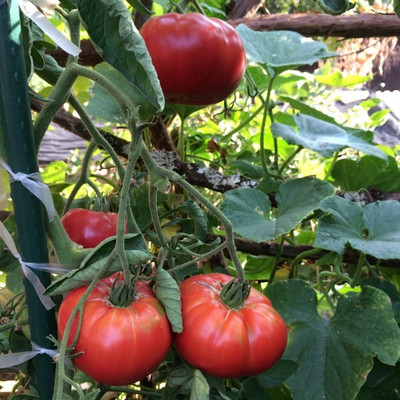 KNESSiN Beefsteak Tomato Pink Seed(500 per packet)