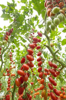 PAIDAVAAR tomato Seed(130 per packet)