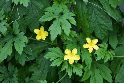 XOLDAA F1 BEST QUALITY BITTER GOURD SEEDS Seed(15 per packet)