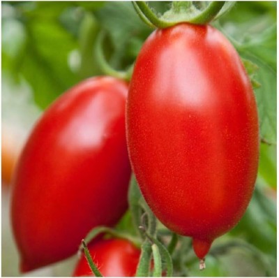 KNESSiN Tomato - Amish Paste-{800 Seeds} Seed(800 per packet)