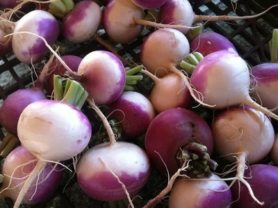 Quentova White Purple Ball Turnip/Shalgam-XIL-6L Seed(300 per packet)