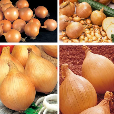 KNESSiN Heat Tolerant Ailsa Craig Onion Vegetable Seeds For Planting-(300 Seeds) Seed(300 per packet)