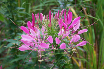 Aywal Cleome Flower Hybrid Seed(70 per packet)