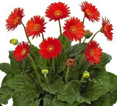 Mozette Exotic daisy red Seed(31 per packet)