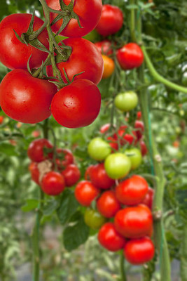 LKM tomato Seed(100 per packet)