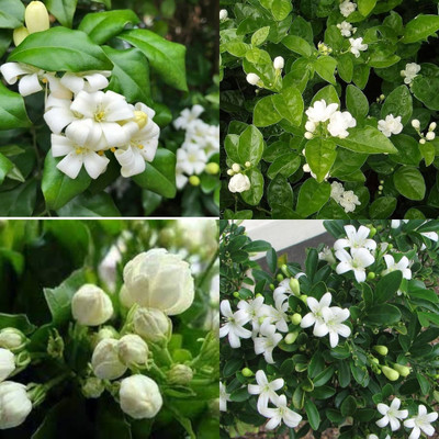 ibains Chameli flower seeds bij 37 Seed(37 per packet)