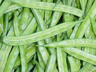 WATIKA Cluster Beans (गवारफली) Seed(100 per packet)