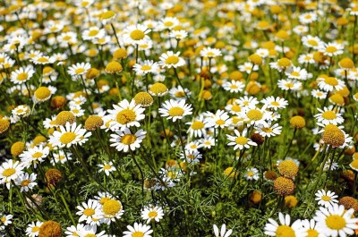 VibeX XL-80 - Chamomile German - (750 Seeds) Seed(750 per packet)