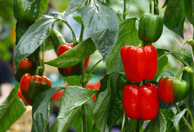Seedsqlty capsicum vegetable seeds Seed(20 per packet)