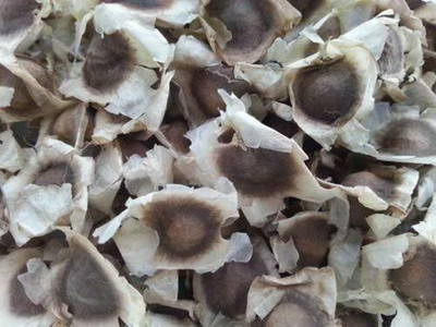 SM Exports MORINGA DRUMSTICK SAIJAN SEEDS Seed(1 per packet)