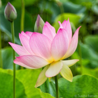 LPR LOTUS ,KAMAL GATTA Seed(20 per packet)
