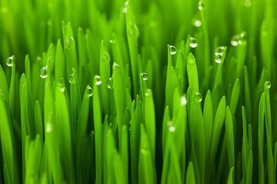 CYBEXIS TLX-7 - Cat Wheatgrass - (22500 Seeds) Seed(22500 per packet)