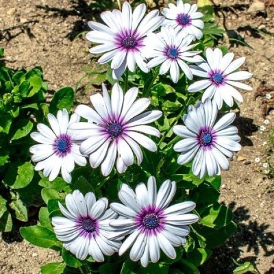 CYBEXIS Rain Daisy400 Seeds Seed(400 per packet)