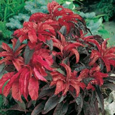 Biosnyg Amaranthus Seeds - Early Splendor Variety[500 Seeds] Seed(500 per packet)