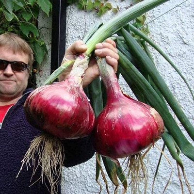 VibeX ® VXI-874 Onion Seeds/Pyaz Seed Seed(1000 per packet)