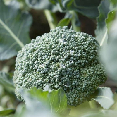 WILLVINE MAH -XVI Chinese Broccoli Seeds Heirloom Non-GMO [25g] Seed(7500 per packet)