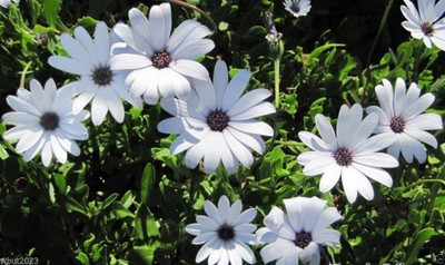 CYBEXIS African Daisy Seeds - white Seed(50 per packet)