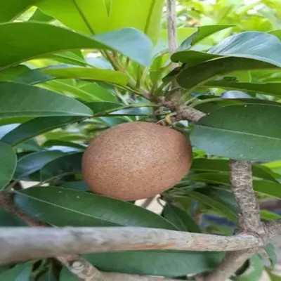 Aro Chikoo, Sapota, Chiku Seed(40 per packet)