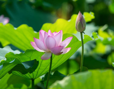 Sampada lotus,kamal gatta Seed(14 per packet)