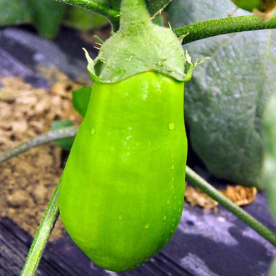 CYBEXIS F1 Hybrid Green Brinjal Seeds600 Seeds Seed(600 per packet)