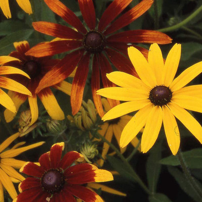 CYBEXIS Imported Rudbeckia Hirta ‘Gloriosa Daisies’ Seed(50 per packet)