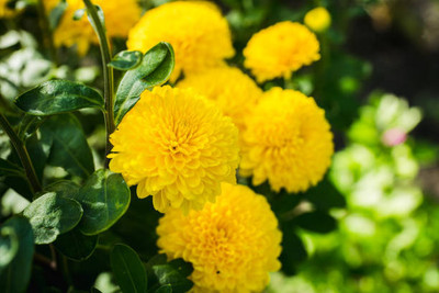 Agip marigold/gende ka phool flower seeds Seed(25 per packet)