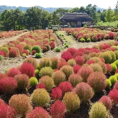 Avysa Kochia Green Grass Ball Flower Seeds Seed(20 per packet)