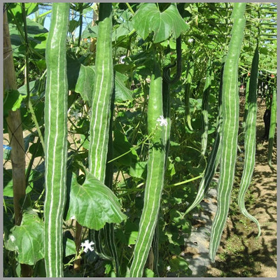Qualtivate PUAS-2A Hybrid Snake gourd Seeds Seed(25 per packet)