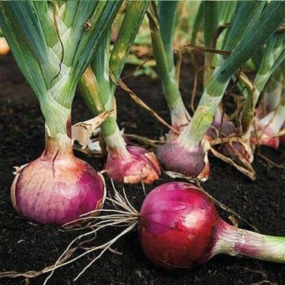 Qualtivate PUA-1A ONION IMPROVED DARK RED / LAAL KANDA Seed(500 per packet)