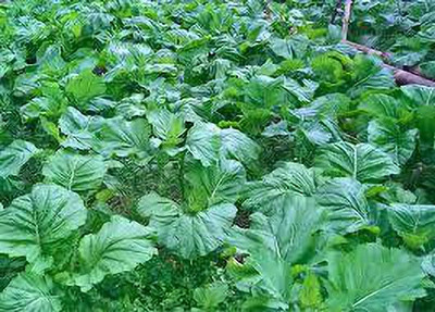Mozette Organic mustard leaves Seed(28 per packet)