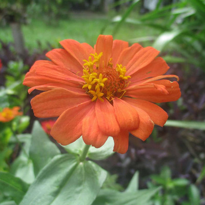 VibeX TLX-92 - Zinnia Flower Garden Deep Apricot - (90 Seeds) Seed(90 per packet)