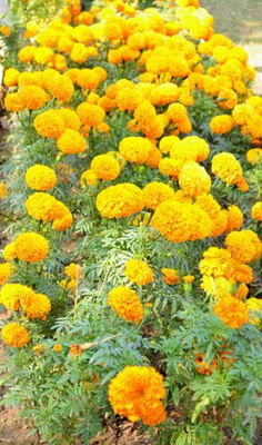 True Elements marigold/gende ka phool flower seeds Seed(75 per packet)