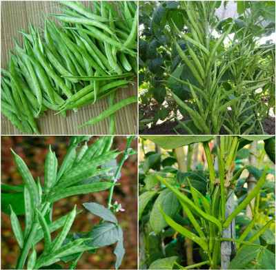 EcoFusion Cluster beans vegetable seeds Seed(64 per packet)