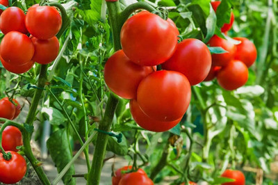 BDSresolve Red tomato seeds/tomato seed 39 Seed(39 per packet)