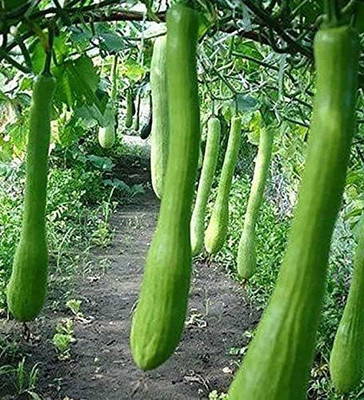 VibeX GUA-32 - Cucumber Kakri Long Melon - (150 Seeds) Seed(150 per packet)