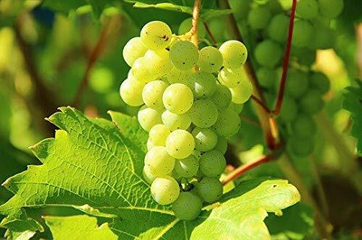 Aywal Hybrid Angoor Seed(40 per packet)