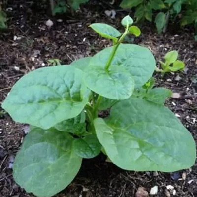 MAA Malabar Spinach, Malabar Seed(10 per packet)