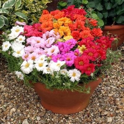XOLDA Exotic portulaca Seed(30 per packet)