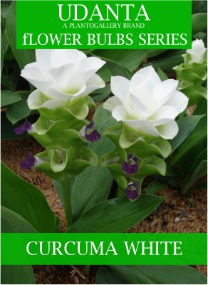 Udanta Curcuma Flower Bulbs For Gardening - Set Of 5 Bulbs (White) Seed(5 per packet)