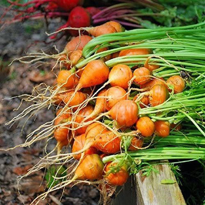 CYBEXIS TLX-58 - Carrot - Thumbelina - (2250 Seeds) Seed(2250 per packet)
