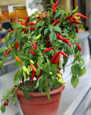Qualtivate HUA-3A Bolivian Rainbow Pepper Chilli Seed(300 per packet)