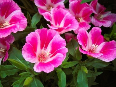 Lorvox Clarkia Elegance Double mixed flower Seed(25 per packet)