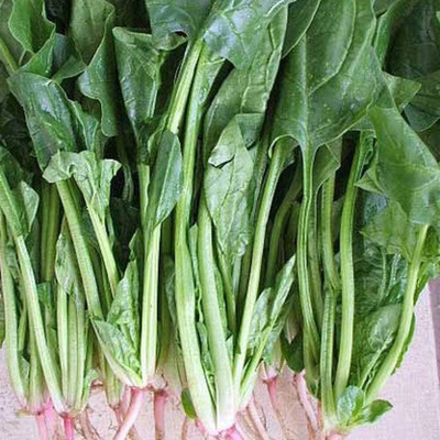 KNESSiN Spinach Seed(1250 per packet)