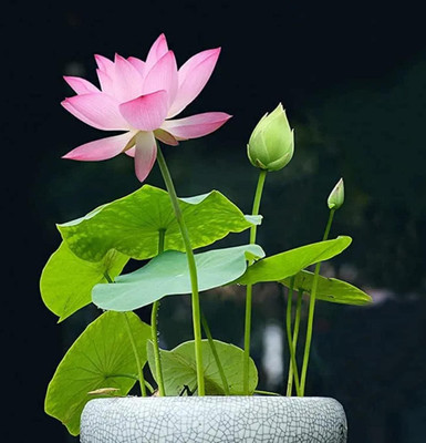 Qualtivate RES-1A Nelumbo nucifera Sacred Lotus Seeds Seed(25 per packet)